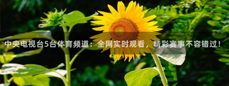 9255tv直播nba在线观看：中央电视台5台体育频道：全网实时观看，精彩赛事不容错过！